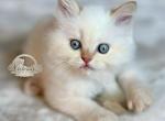 Cannoli Litter F - Himalayan Kitten For Sale - Tampa&comma; FL&comma; US