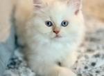 Mochi Litter F - Himalayan Kitten For Sale - Tampa&comma; FL&comma; US