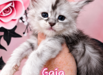 Gaia The God & Goddess Litter - Maine Coon Kitten For Sale - Kingman&comma; AZ&comma; US