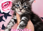Aphrodite The God & Goddess Litter - Maine Coon Kitten For Sale - 