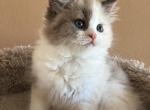 Mila - Ragdoll Kitten For Sale - Marco Island&comma; FL&comma; US