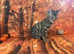 Sahara male 1 - Bengal Kitten For Sale - Mills River&comma; NC&comma; US