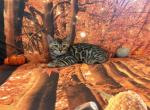Sahara babies - Bengal Kitten For Sale - Mills River&comma; NC&comma; US