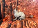 Sahara male snow - Bengal Kitten For Sale - Mills River&comma; NC&comma; US