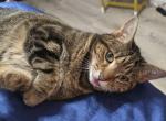 Toffee - Domestic Cat For Adoption - Bristol&comma; TN&comma; US