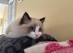 Nala - Ragdoll Kitten For Sale - Prairieville&comma; LA&comma; US