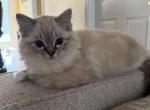 Honey - Ragdoll Kitten For Sale - Prairieville&comma; LA&comma; US