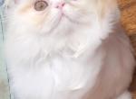 Baby Boy - Persian Kitten For Sale - Dyer&comma; TN&comma; US