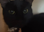 bailey - Domestic Cat For Adoption - Tuckerton&comma; NJ&comma; US