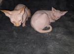 Libra boys - Sphynx Kitten For Sale - 