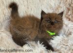 Stunning TICA Seal Sepia Cherubim Ragdoll Kitten - Ragdoll Kitten For Sale - Huntsville&comma; AL&comma; US