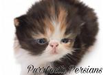 papered exotic longhair persian - Persian Kitten For Sale - Woodburn&comma; IN&comma; US