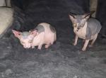 Kameo boys - Sphynx Kitten For Sale - 