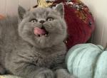 Hermes - British Shorthair Kitten For Sale - Brooklyn&comma; NY&comma; US