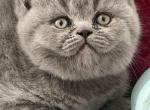 Hermes - British Shorthair Kitten For Sale - Brooklyn&comma; NY&comma; US