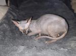 Kapri - Sphynx Kitten For Sale - 