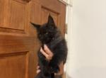 Smoke - Maine Coon Kitten For Sale - 