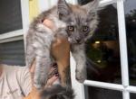 Valor - Maine Coon Kitten For Sale - Punta Gorda&comma; FL&comma; US