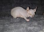 Lotus boys - Sphynx Kitten For Sale - 