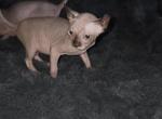 Belini girls elf eared - Sphynx Kitten For Sale - Centerville&comma; OH&comma; US
