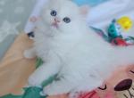 MUFFIN - Persian Kitten For Sale - East Stroudsburg&comma; PA&comma; US