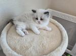 Oliver - Ragdoll Kitten For Sale - FL&comma; US