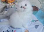 MARSHMELLOW - Persian Kitten For Sale - East Stroudsburg&comma; PA&comma; US