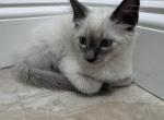 Max - Ragdoll Kitten For Sale - Agawam&comma; MA&comma; US