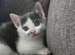 Gem - Domestic Kitten For Sale - Dover&comma; OH&comma; US