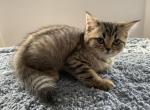 Milo - Scottish Straight Kitten For Sale - Levittown&comma; PA&comma; US