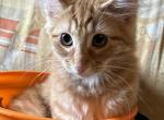 Surprise - Norwegian Forest Kitten For Sale - Arpin&comma; WI&comma; US