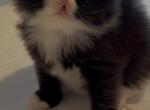 Sylvester - Persian Kitten For Sale - Dallas&comma; TX&comma; US