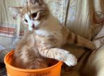 Cheeto - Norwegian Forest Kitten For Sale - Arpin&comma; WI&comma; US