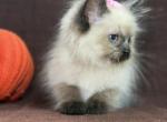 Seal point ragdoll - Ragdoll Kitten For Sale - Barberton&comma; OH&comma; US