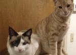 Sophia Natasha SuSu - Manx Kitten For Sale - Auburn&comma; CA&comma; US