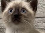 Siamese girl - Siamese Kitten For Sale - Enfield&comma; CT&comma; US