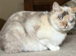 Natasha SuSu - Siamese Kitten For Sale - 