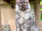 Black Smoke Polydactyl male - Maine Coon Kitten For Sale - Grant Valkaria&comma; FL&comma; US