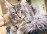 Dolly  blue sweet female - Maine Coon Kitten For Sale - Grant Valkaria&comma; FL&comma; US