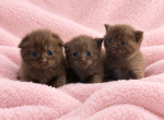 Chocolate Scottish Fold Kittens - Scottish Fold Kitten For Sale - Tacoma&comma; WA&comma; US