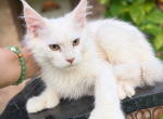 Polydactyl boy Ivory - Maine Coon Kitten For Sale - Grant Valkaria&comma; FL&comma; US