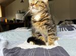 Milo - Domestic Kitten For Sale - Front Royal&comma; VA&comma; US