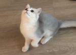 Chuchu - British Shorthair Kitten For Sale - Jacksonville&comma; FL&comma; US