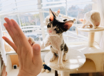 Hotpot - Devon Rex Kitten For Sale - Newark&comma; CA&comma; US