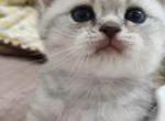British shorthair - British Shorthair Kitten For Sale - City Industry&comma; CA&comma; US