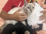 Siamese female kitten - Siamese Kitten For Sale - Westfield&comma; MA&comma; US