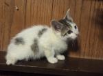 Calico female kitten - Domestic Kitten For Sale - 