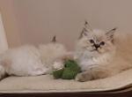 Seal lynx mitted - Ragdoll Kitten For Sale - Bristow&comma; VA&comma; US