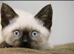 Adorable Siamese kitten - Siamese Kitten For Sale - Enfield&comma; CT&comma; US
