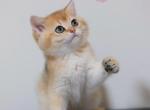 Lina - British Shorthair Kitten For Sale - 